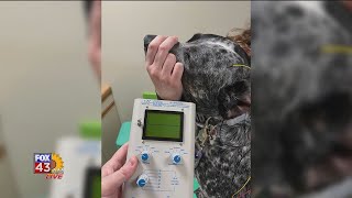 Pet Advice Hearing Testing [upl. by Kathryn]