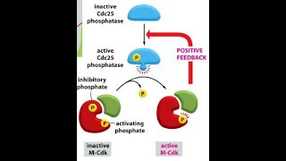 Functions of MCDK CDK1 Cyclin B Cell cycle Part 9 [upl. by Ardnauq]