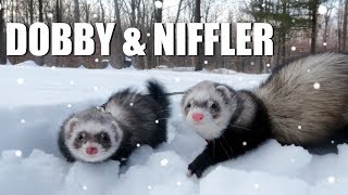 CUTE Pet Ferrets Play In The Snow Dobby and Niffler  EMZOTIC [upl. by Derriey]