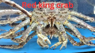 Alaska king crab red king crab king crab big crab [upl. by Nyloc331]