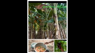 Indian village cooking Farm Fresh Banana flower yummy Briyani Banana blossom  on firewood [upl. by Notwen]