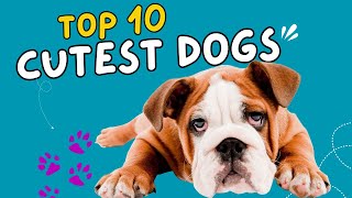 quotTop 10 Cutest Dogs That Will Melt Your Heartquot [upl. by Kanter667]