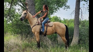 Buttermilk Buckskin Quarter Horse For Sale [upl. by Llewellyn]