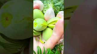 Picking torreya  fruit pickingfruit pick villagelife satisfyingruralchina farmingrurallife [upl. by Aseena]