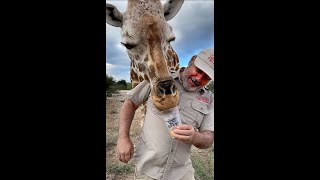 This Giraffe has the longest tongue ever 🦒 [upl. by Capone]