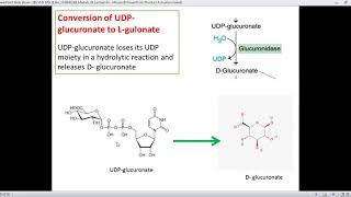 Uronic Acid Pathway Biochemistry [upl. by Piwowar306]