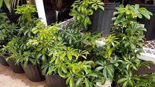 How To Take Care of the Schefflera Arboricola  Donna Joshi [upl. by Ermin825]