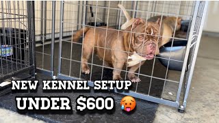 New Kennel Setup Cheap For Under 600 For American Bully Breeders [upl. by Frick]