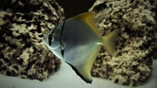 Mono Angelfish Monodactylus Argenteus Care amp Tank Set up Guide [upl. by Holbrooke604]