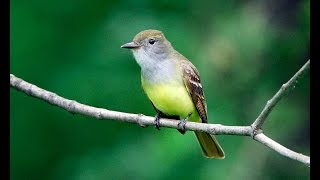 Great Crested Flycatcher [upl. by Osrick987]