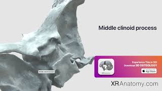 Middle clinoid process of sphenoid bone [upl. by Barra]