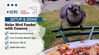 Full Setup amp Demo  APILAB Solar Bird Feeder with Camera Panel Included [upl. by Annawat]