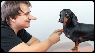 Dont trust your humans Cute amp funny dachshund dog video [upl. by Ahsenra]