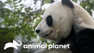 Por que os pandas são pretos e brancos  O Incrível Mundo Animal  Animal Planet Brasil [upl. by Wileen444]