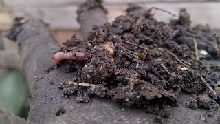 Remover compost Reciclar amortiguador â™»ï¸ [upl. by Goldfarb]