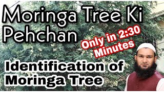 How to identify Moringa Tree Sohanjna kay Darakht ko ham kese pehchanay in 230 minutes [upl. by Ignacio]