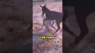 Why Donkeys Guard Farms Now [upl. by Vasili138]