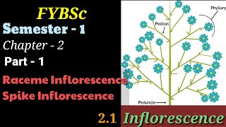 FYBSc  Ch2P1  Inflorescence  Introduction  Racemose  Cymose  Subtype Raceme  Explained [upl. by Sanborne]