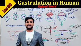 Gastrulation Embryology  Gastrulation in Human class 12 by Irtisams Biology [upl. by Socrates232]