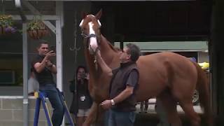 Justify at Louisvilles Churchill Downs after Triple Crown win [upl. by Paulie]