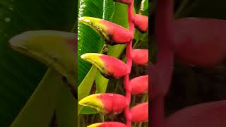 Lobster claw plant  Heliconia rostrata  Beautiful saging saging flowers [upl. by Eiryt]