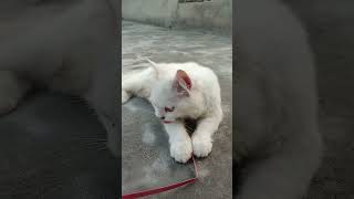 cat cute kitten cutecat pets youtubeshorts catvlog catcute monkeyshines cuteanimal [upl. by Babs]