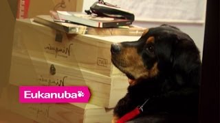 Labernese  Warum sind diese Hunde besonders  Die Antwort [upl. by Roel135]