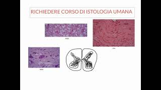 NEUROANATOMIA  LEZIONE 1 DI 20  COSA SAPERE PRIMA DI STUDIARE NEUROANATOMIA [upl. by Lynden]