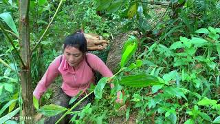 Daily life at Bushcraft camp  digging cassava for pigs Falling downhill [upl. by Mickelson322]