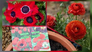 Planting Ranunculus and Anemone bulbs in containers [upl. by Jarv]