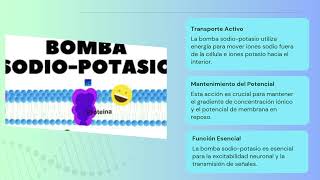 Neurofisiología El Lenguaje del Cuerpo [upl. by Onileba]