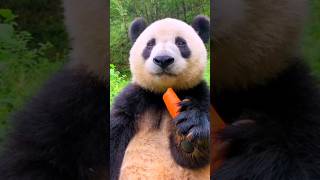 Panda bear  pandalife pandaeatingbamboo wildlovers animalfactvideo [upl. by Irdua]