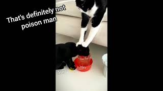 Funny Cat Voiceovers To Brighten Your Day [upl. by Billye947]