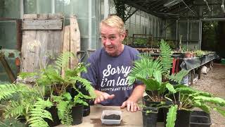 How to grow ferns from spores part 1 stinkyditchnursery750 September ‘22 [upl. by Iridissa]