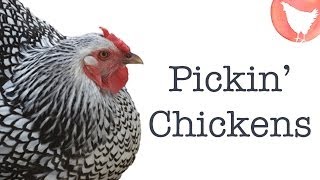 Choosing Chicken Breeds [upl. by Laidlaw]