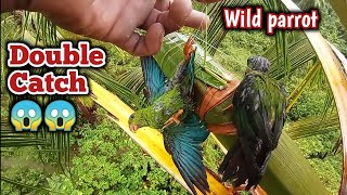 First double Catch 2023wild Parrot Hunting wildParrotTrap kulasisi kosi [upl. by Ardnassela]