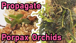 How To Divide And Propagate Epidendrum Porpax [upl. by Noseyt]