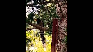 The bird flies by jumping yellow billed blue magpieat Bhutan [upl. by Anelav964]