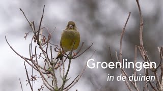 Groenlingen in de duinen 1144 [upl. by Sillyhp]