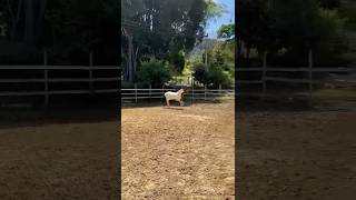 Jacutinga da tradição marchando sem cabresto🐴 cavalomangalargamarchador [upl. by Specht]