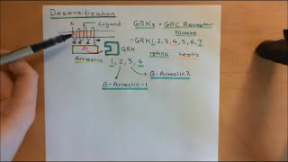 Cyclic AMP Signalling Part 11 [upl. by Ashbey]