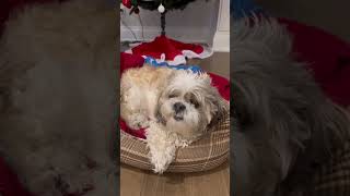 Treat review part 1reviewtreatsnacksyoutubeyoutubeshortsshortvideoshortsdogdogfamdogmom [upl. by Romeyn]