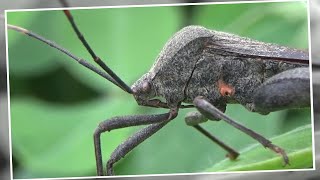 Leaf Footed Bug Acanthocephala terminalis [upl. by Attehcram]