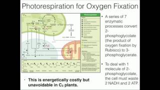 Rubisco in C3 Plants 2Phosphoglycolate and Photorespiration [upl. by Viccora]