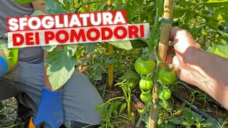 ELIMINARE i primi 50 cm dei POMODORI [upl. by Netsoj]