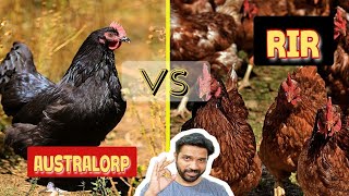 Australorp vs RIR Chicken Breed Review  How to Comparison [upl. by Geehan]