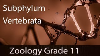 Animal Kingdom  Subphylum Vertebrata  Explanation  Features General amp Distinguishing  Part 14 [upl. by Conger]