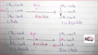 Ep5 Regulation of oxidative decarboxylation amp kerbs cycle [upl. by Scales]