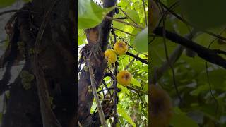 பேய் அத்தி பழம்ஆ🧐 Ficus hispida  Opposite Leaf Fig villagelife nature kids story [upl. by Philemon]