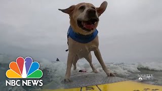 World Dog Surfing Championship Makes A Big Splash In California [upl. by Einnaj]